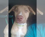 Small #4 Labrador Retriever Mix