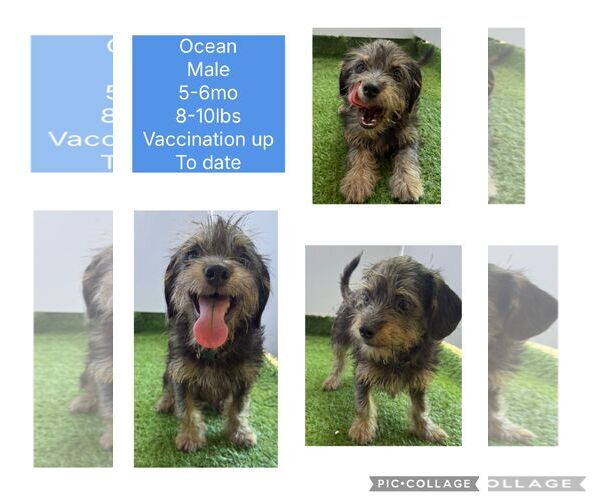 Medium Photo #1 Shih Tzu-Unknown Mix Puppy For Sale in Virginia Beach, VA, USA