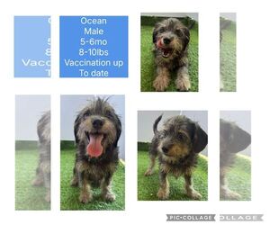 Shih Tzu-Unknown Mix Dogs for adoption in Virginia Beach, VA, USA