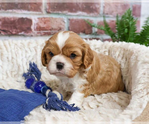 Medium Photo #21 Cavalier King Charles Spaniel Puppy For Sale in SYRACUSE, IN, USA