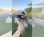 Small Pomeranian