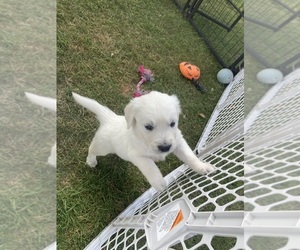 English Cream Golden Retriever Puppy for Sale in CHARDON, Ohio USA