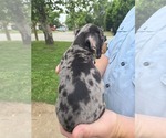 Small #2 Dachshund