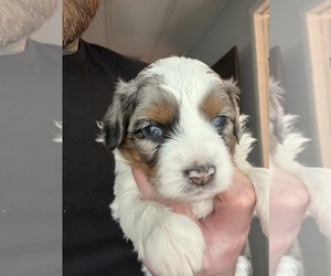Aussiedoodle Miniature  Litter for sale in DADE CITY, FL, USA