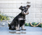 Small #1 Schnauzer (Miniature)