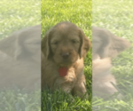 Small Photo #7 Goldendoodle Puppy For Sale in Wichita, KS, USA