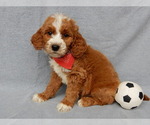 Small #3 Goldendoodle
