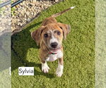 Sylvia - Female Beagle-Unknown Mix Dog for Adoption - Small photo