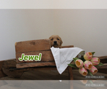 Puppy Jewel Golden Retriever