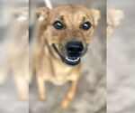 Small #1 Labrador Retriever Mix
