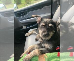 Mutt Dogs for adoption in Columbus, IN, USA