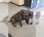 Small American Staffordshire Terrier