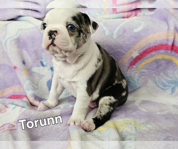 Medium Photo #14 Boston Terrier Puppy For Sale in GENOA, NE, USA
