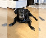 Small #3 Labrador Retriever Mix