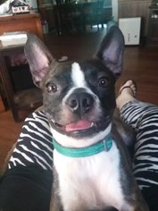 Boston Terrier Dogs for adoption in EAST NICHOLS, NY, USA