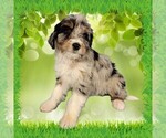 Puppy Mini Louise Bernedoodle (Miniature)
