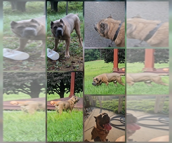 Medium Photo #1 Cane Corso Puppy For Sale in BALTIMORE, MD, USA