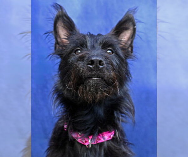 Medium Photo #3 German Shepherd Dog-Unknown Mix Puppy For Sale in Gloversville, NY, USA
