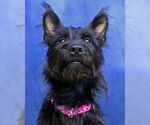 Small #2 German Shepherd Dog Mix