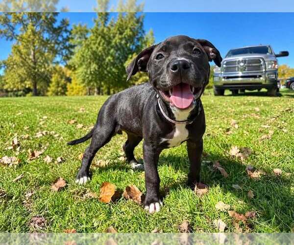 Medium Photo #1 American Pit Bull Terrier-American Staffordshire Terrier Mix Puppy For Sale in Frankenmuth, MI, USA