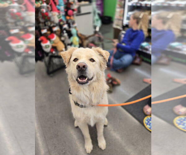 Medium Photo #1 Great Pyrenees-Unknown Mix Puppy For Sale in Minneapolis, MN, USA