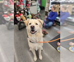 Small Great Pyrenees Mix