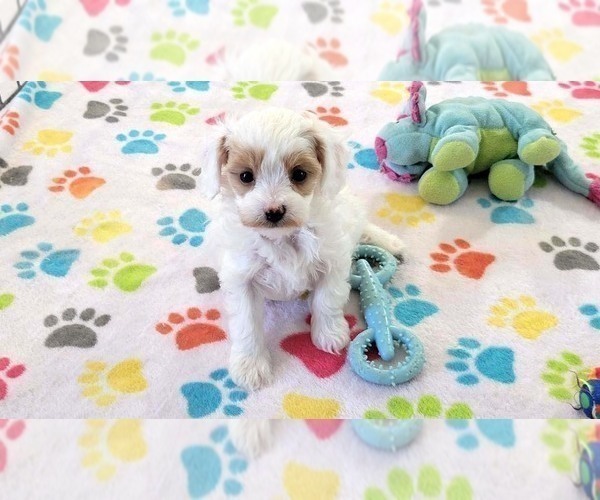 Medium Photo #7 Cavapoo (Miniature)-Poodle (Toy) Mix Puppy For Sale in ORO VALLEY, AZ, USA