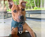 Small #2 American Pit Bull Terrier Mix