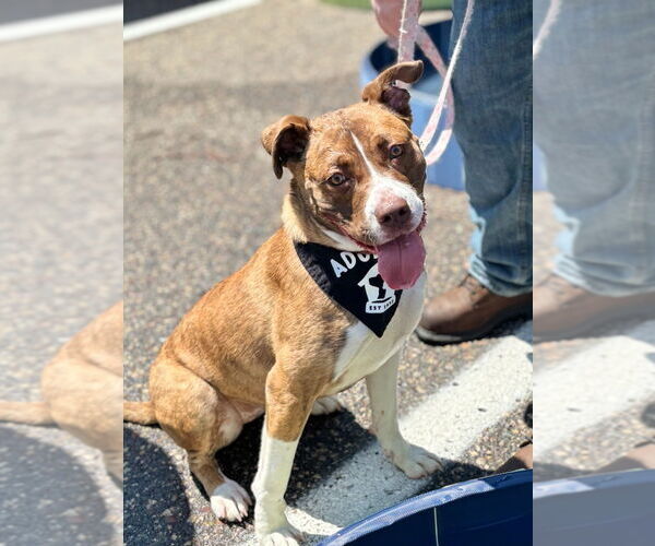 Medium Photo #6 American Pit Bull Terrier Puppy For Sale in Minneapolis, MN, USA