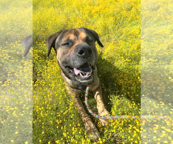 Medium Photo #6 Mutt Puppy For Sale in phoenix, AZ, USA