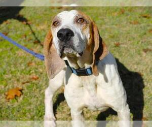 Treeing Walker Coonhound-Unknown Mix Dogs for adoption in Tallahassee, FL, USA