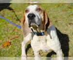 Small Treeing Walker Coonhound Mix