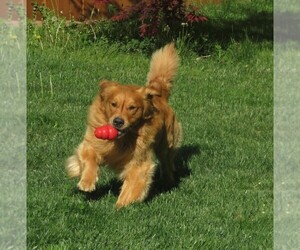 Father of the Golden Retriever puppies born on 05/30/2025