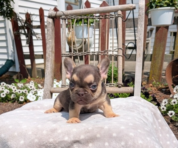 Medium Photo #24 French Bulldog Puppy For Sale in GOSHEN, IN, USA