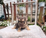 Small Photo #24 French Bulldog Puppy For Sale in GOSHEN, IN, USA
