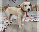 Small Photo #6 Golden Labrador Puppy For Sale in Attalka, AL, USA