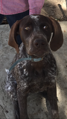 German Shorthaired Pointer Puppy for sale in SIMI VALLEY, CA, USA