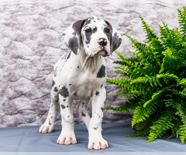 Medium Photo #14 Great Dane Puppy For Sale in WAKARUSA, IN, USA