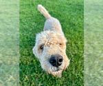 Small #5 Labradoodle