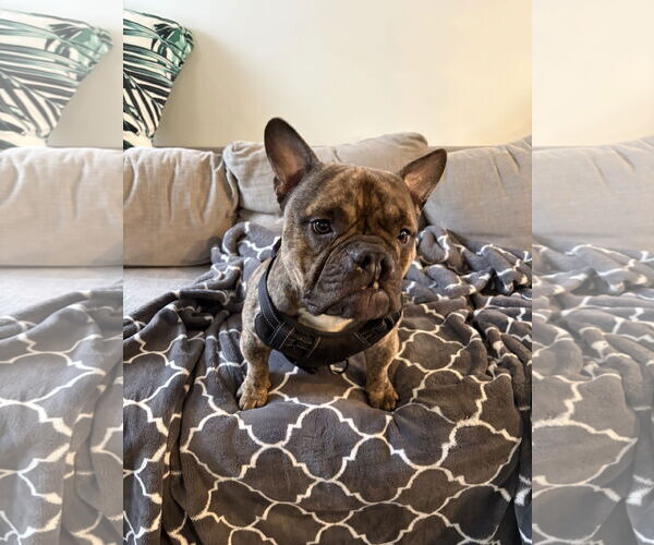 Medium Photo #5 Bulldog Puppy For Sale in Dumont, NJ, USA