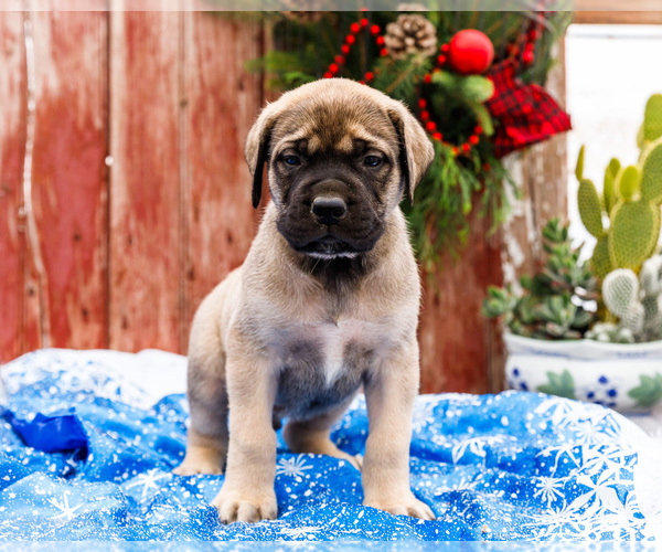 Medium Photo #5 Mastiff Puppy For Sale in WAKARUSA, IN, USA