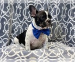 Small Photo #6 French Bulldog Puppy For Sale in LAKELAND, FL, USA