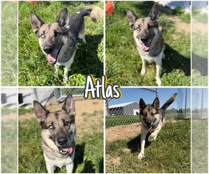 Atlas - Long Term Resident - Sponsored - Male Gerberian Shepsky Dog for Adoption - Photo #5