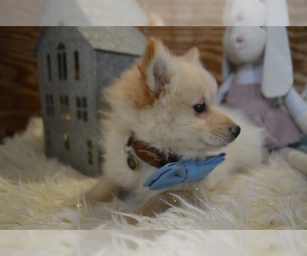 Medium Photo #4 Pomeranian Puppy For Sale in HONEY BROOK, PA, USA