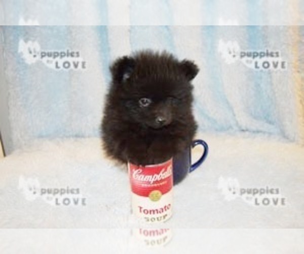 Medium Photo #2 Pomeranian Puppy For Sale in SANGER, TX, USA