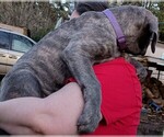 Puppy Purple Cane Corso