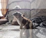Puppy Brutus English Bulldog