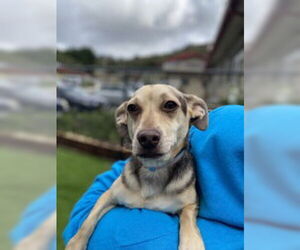 Chihuahua Dogs for adoption in Salinas, CA, USA