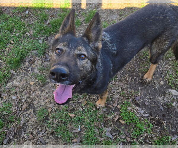 Medium Photo #1 German Shepherd Dog Puppy For Sale in Jackson, MS, USA