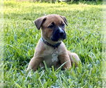Small #1 American Pit Bull Terrier-Black Mouth Cur Mix